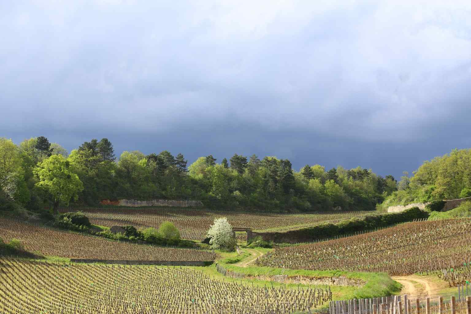 Domaine du Prieuré - アペロ ワインバー / apéro WINEBAR - vins et petits plats français - Minami Aoyama Tokyo Domaine du Prieuré - アペロ ワインバー / apéro WINEBAR - vins et petits plats français - Minami Aoyama Tokyo