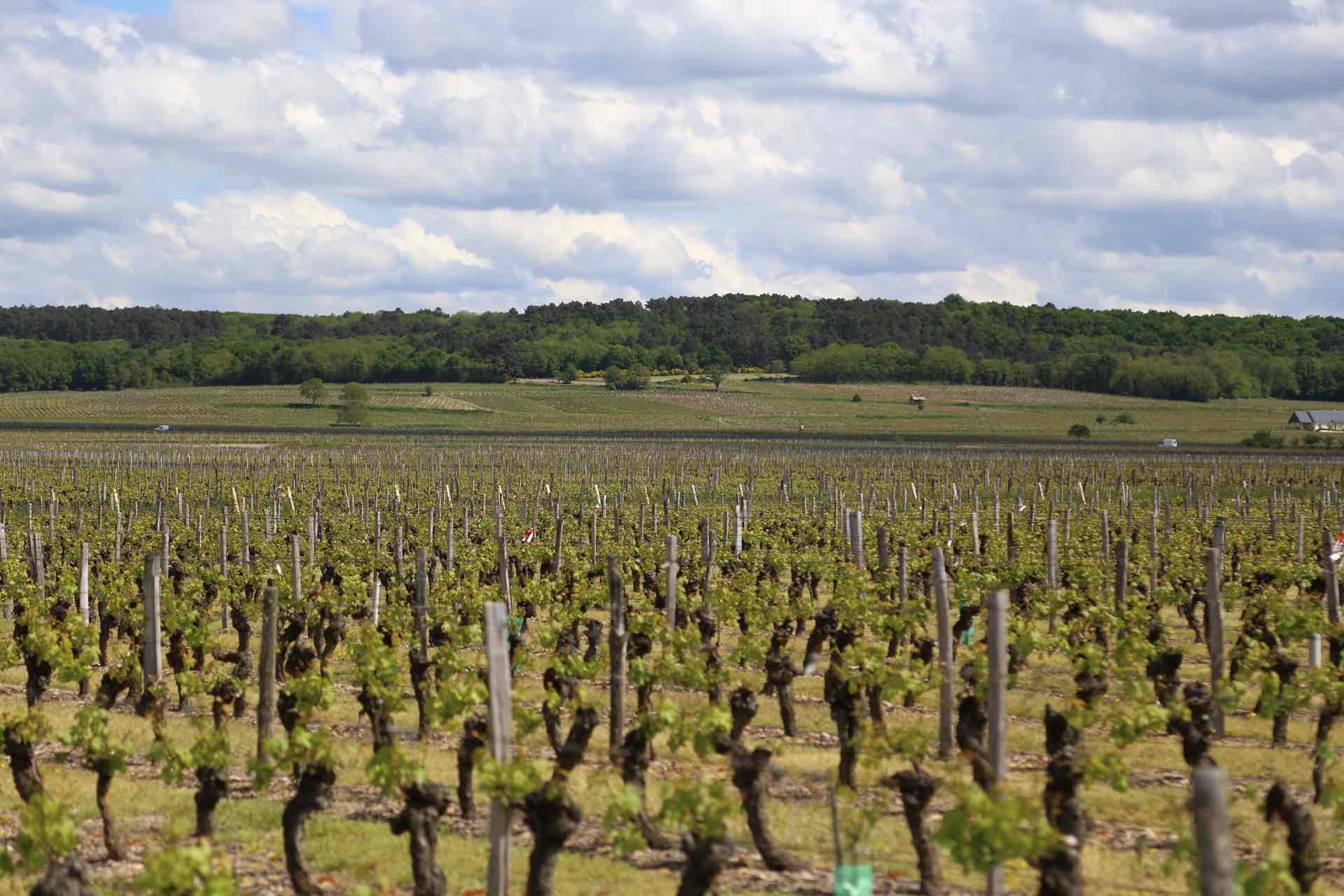 Domaine Sébastien David - アペロ ワインバー / apéro WINEBAR - vins et petits plats français - Minami Aoyama Tokyo
